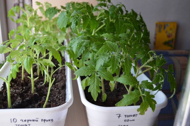 Как и чем подкормить рассаду помидоров | svlenta.ru
