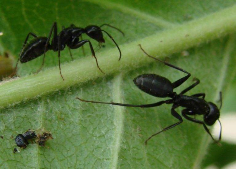 Как навсегда избавиться от муравьёв в теплице: народные средства борьбы и химия
