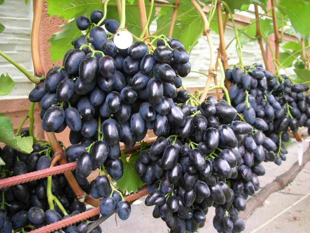 Описание винограда Велика, основные характеристики, преимущества и недостатки