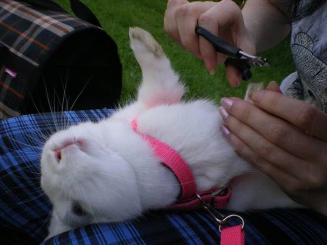 Как подстричь кролику когти в домашних условиях