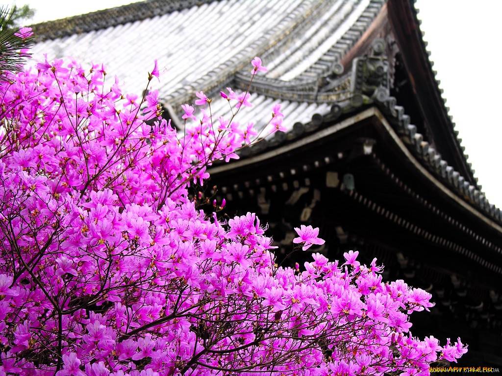 История цветов в японии