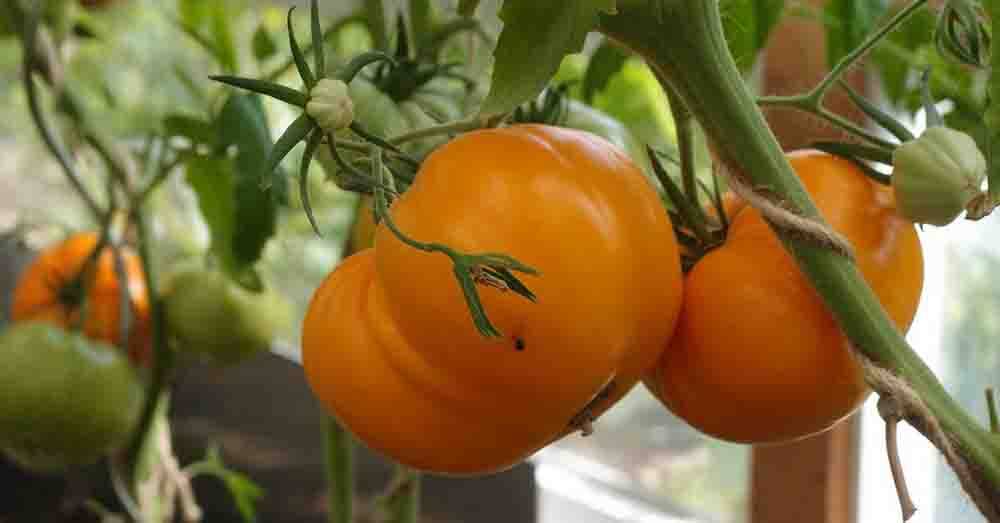 Все о томате Алтайский Оранжевый: характеристики и описание сорта