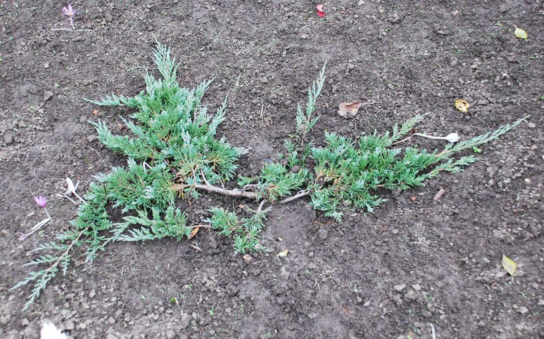 Можжевельник вилтони горизонтальный: описание, особенности, посадка и уход