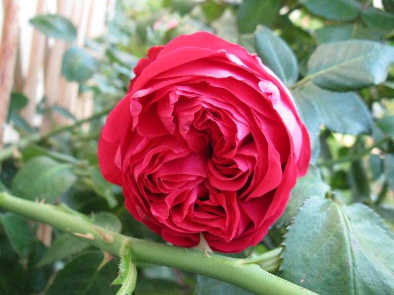 Роза эрик таберли (eric tabarly): фото, отзывы, описание, характеристики.