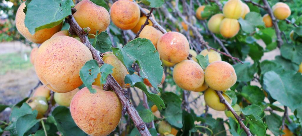 Посадка и уход за абрикосом: как сажать в средней полосе