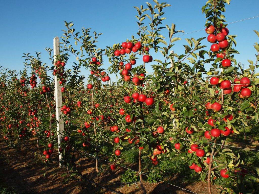 Сорта карликовых яблонь: посадка и уход (пошаговое руководство, описание)