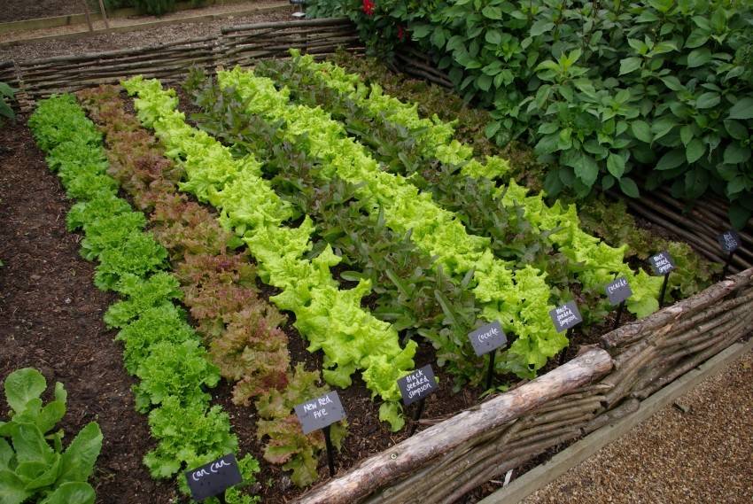 Посадка салата в 2020 году: сроки посева, выращивание и уход