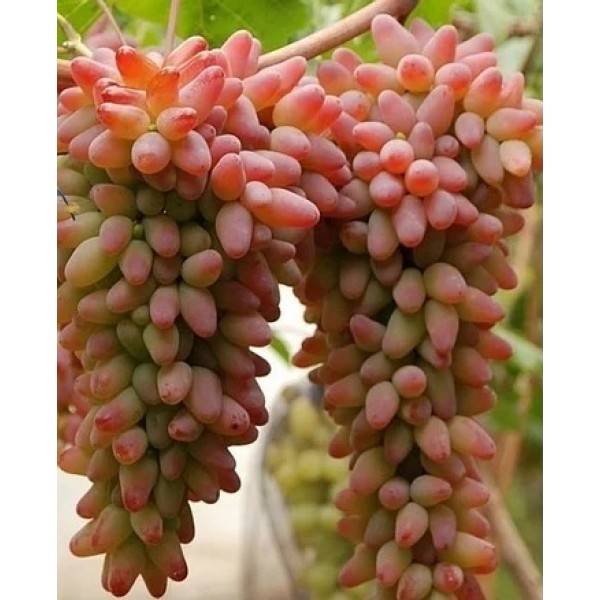 Сорт винограда «оригинал» (розовый, чёрный, белый)
