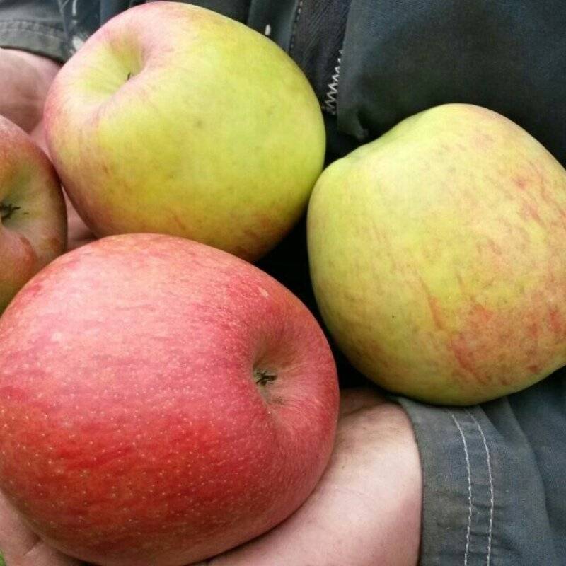 Сорт яблок «лигол»: описание, фото, отзывы