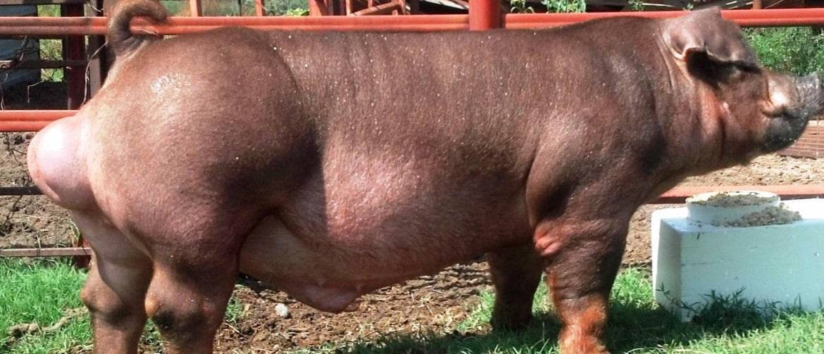 Все о породах свиней для разведения в домашних условиях: описание