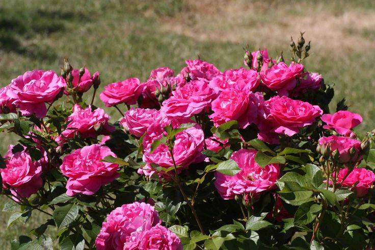 Канадские розы: описания лучших сортов, посадка и уход в открытом грунте с фото