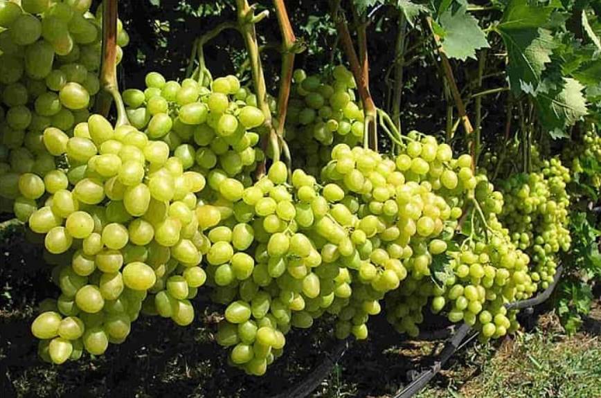 Подкормка винограда в августе: как и какие вносить удобрения
