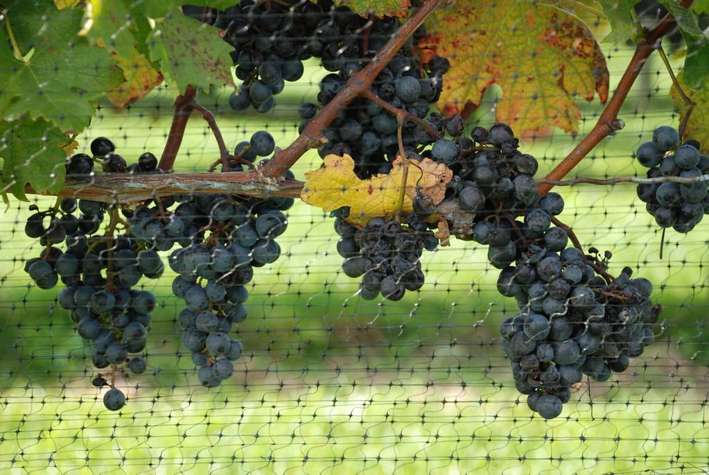 Виноград велика описание сорта