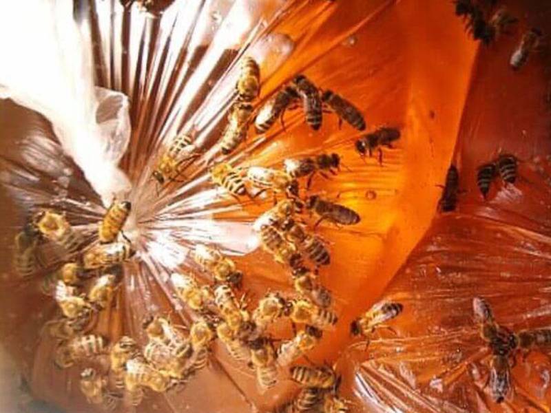 Подкормка пчел осенью сахарным сиропом пропорция воды и сахара