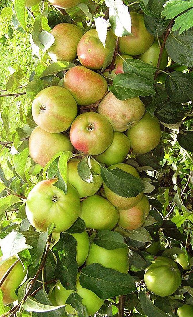 16 лучших сортов колоновидной яблони 2021: названия, описание, фото и отзывы