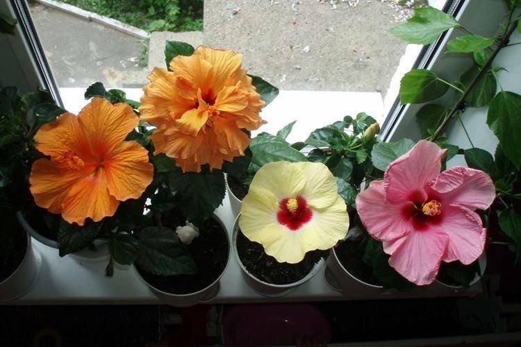 Гибискус комнатный: уход в домашних условиях, посадка и размножение цветка