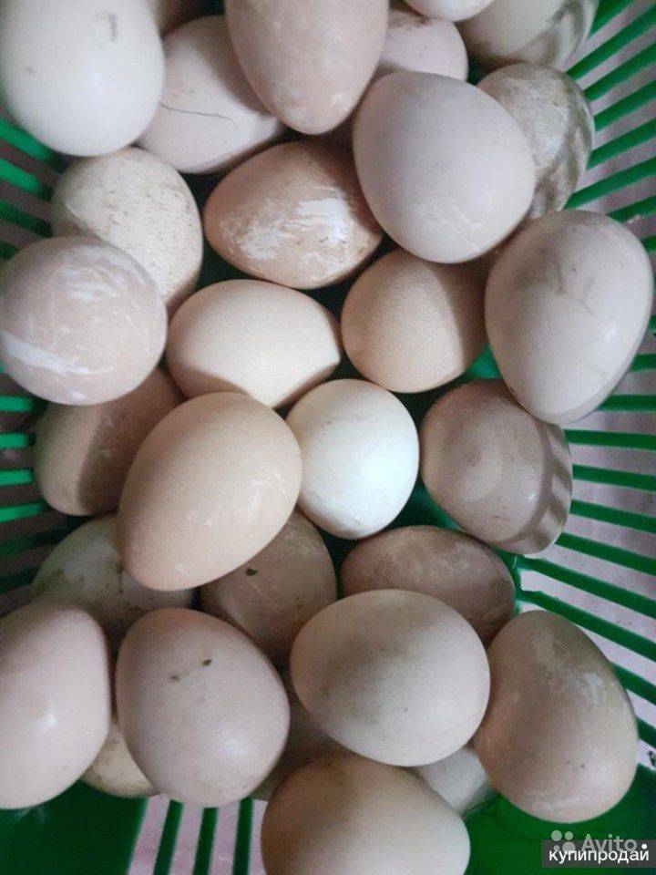 Яйца цесарки: польза и вред, сколько варить, как выглядит