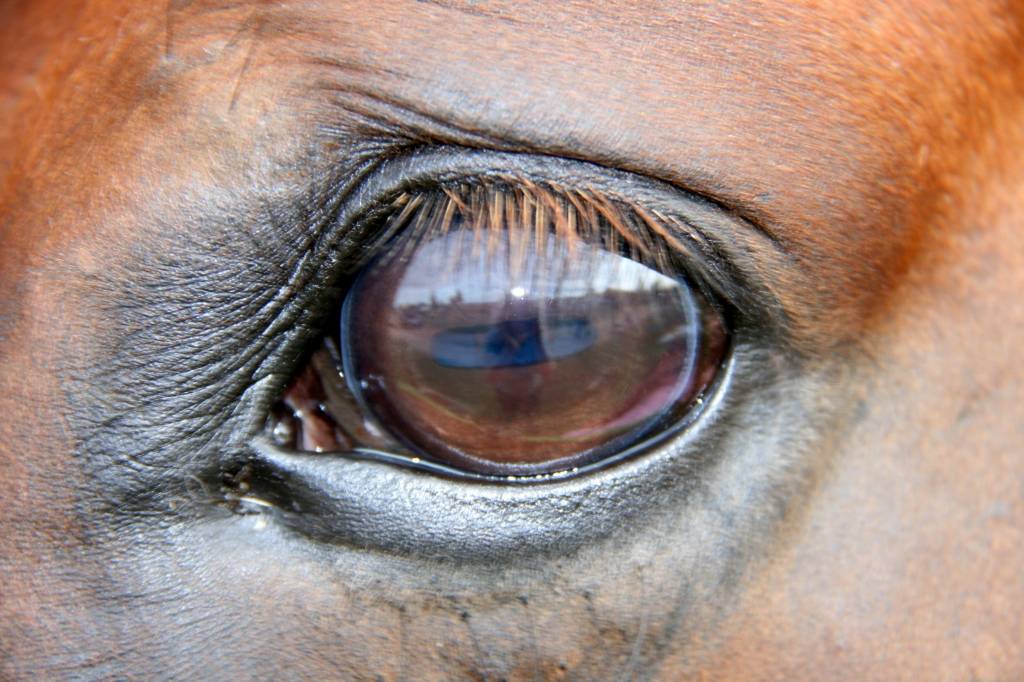 Зрение лошади и особенности глаз