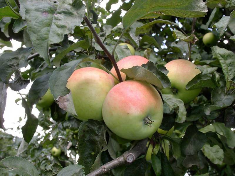Яблоня пепин шафранный (шафран): описание сорта, фото, отзывы