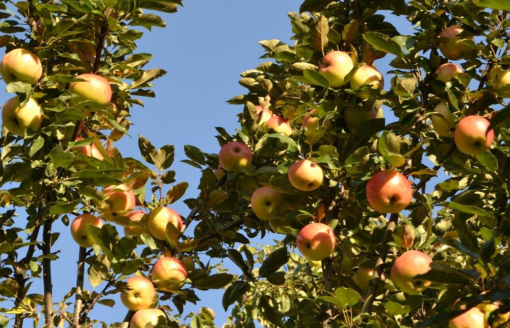 Описание колоновидных яблонь: их посадка и уход, советы по выращиванию деревьев, сорта, их достоинства и недостатки с фото и видео