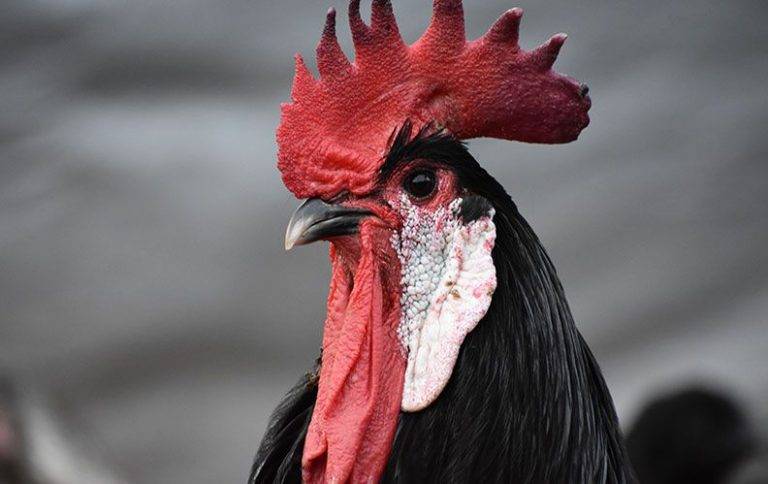 О породе кур барбезье: описание и характеристика, как отличить пол цыпленка