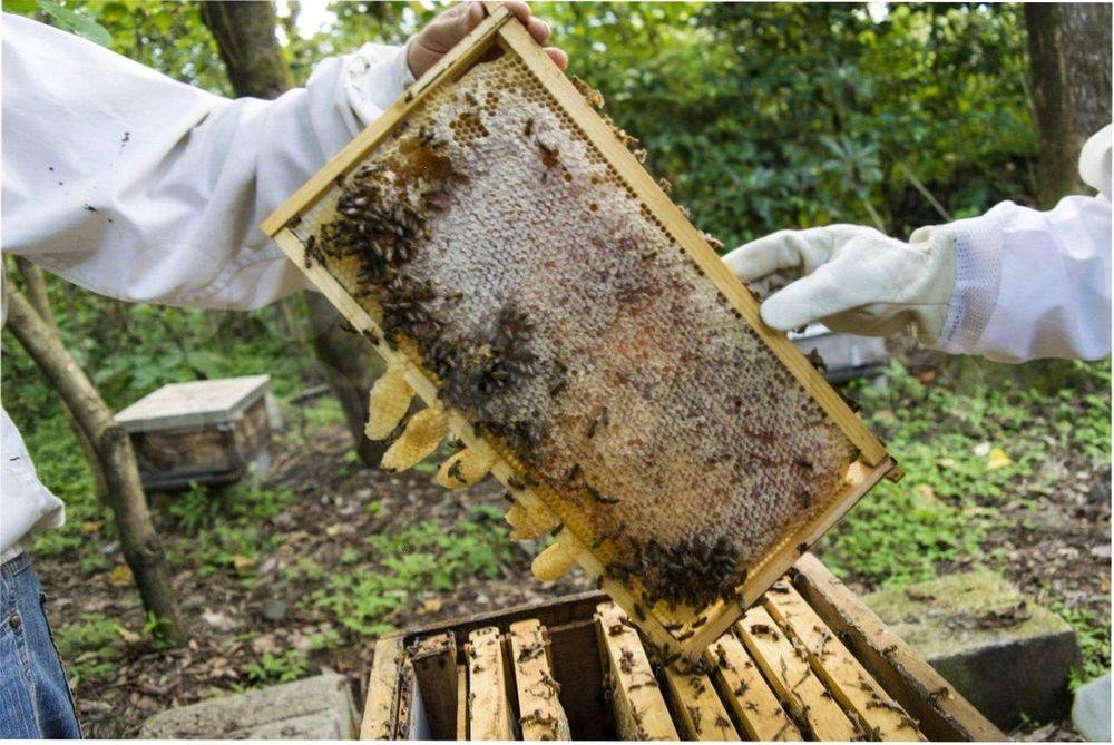 Как правильно сделать отводок пчел в августе, августовские отводки пчел