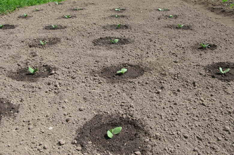 Выращивание кабачков в открытом грунте: технология, способы посадки, видео