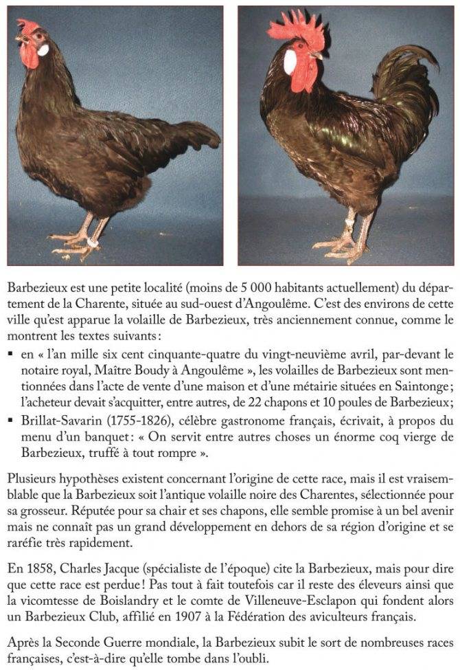 Порода кур барбезье: описание, фото - домашние наши друзья