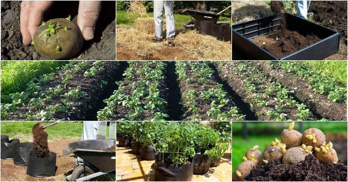 Способы посадки картофеля на даче для большого урожая