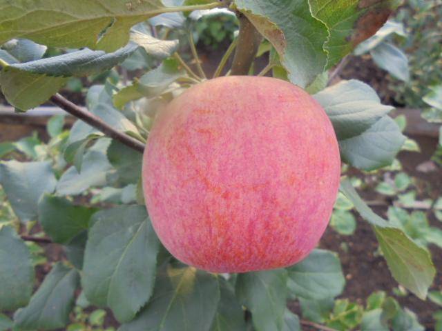 Описание и характеристики сорта яблони пинова, выращивание в разных регионах