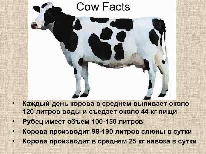 Сколько сена нужно корове на зиму (рулонов, тонн, тюков)