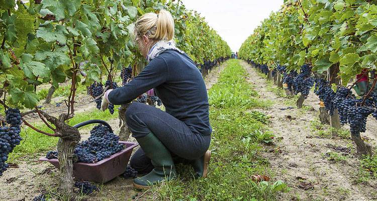 Уход за виноградом по месяцам: календарь, как правильно ухажывать