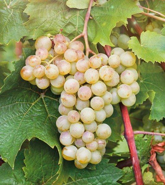 Проверенные сорта винограда для сибири
