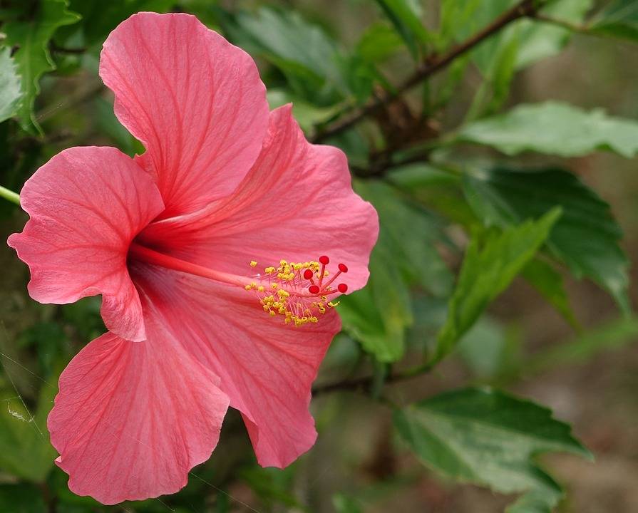 Почему гибискус называют «цветком смерти»: вся правда о китайской розе