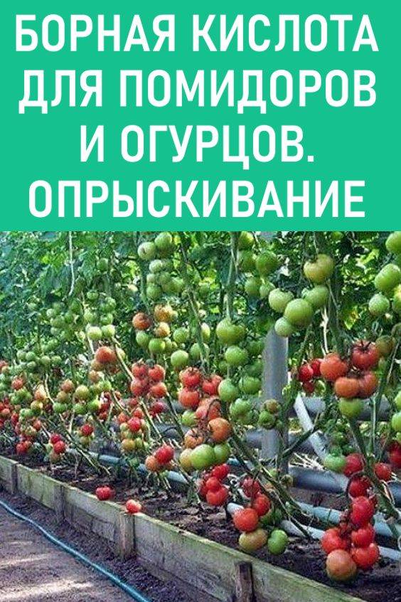 Борная кислота для помидоров: опрыскивание томатов, польза или вред » eтеплица