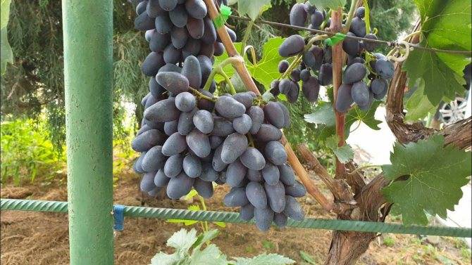 Аттика виноград: описание сорта кишмиша, характеристика, выращивание и уход