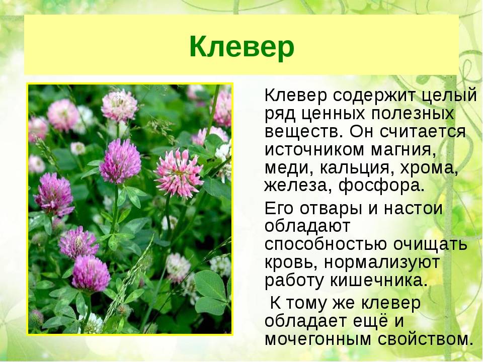 Декоративный клевер для выращивания не только на газоне, но и в цветнике! на supersadovnik.ru