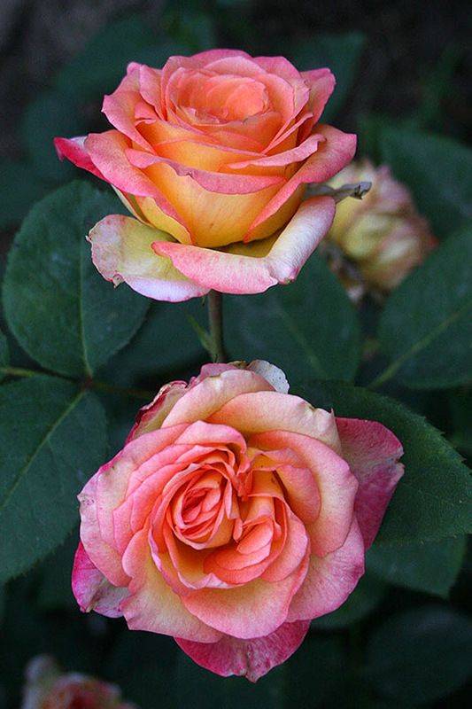 Топаз роза - описание сорта, преимущества и недостатки, правила выращивания | розоцвет
