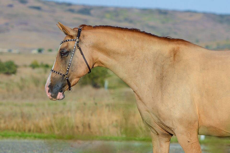 ᐉ лошадь серовато-сизой масти: описание окраса - zooon.ru