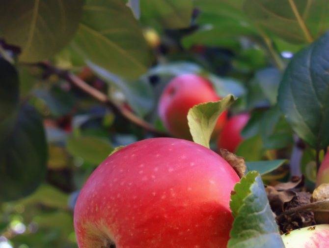 Яблоня мечта: описание сорта, характеристика плодов, особенности посадки и ухода, сроки сбора и продолжительность хранения урожая