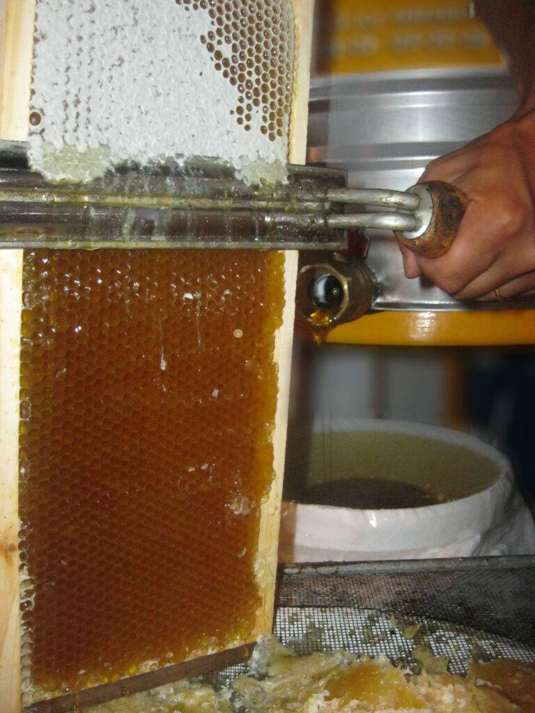Пчелиные соты: можно ли есть воск из пчелиных сот и свойства сотового меда