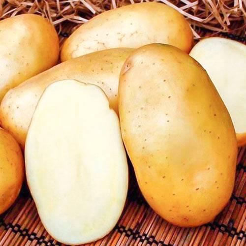 Картофель никулинский — характеристика сорта, отзывы, вкусовые качества
