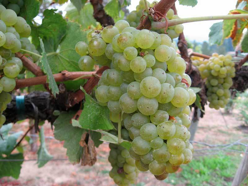 Виноград «шардоне»: описание сорта, фото, отзывы