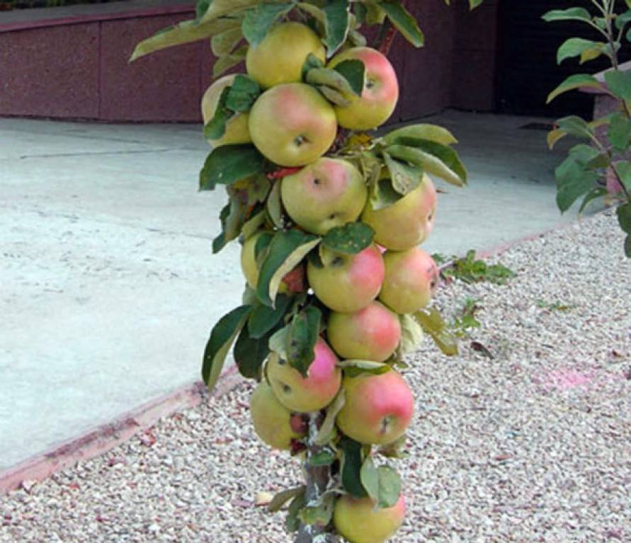Яблоня колоновидная президент: описание и характеристики сорта, фото, сроки созревания яблок, отзывы садоводов