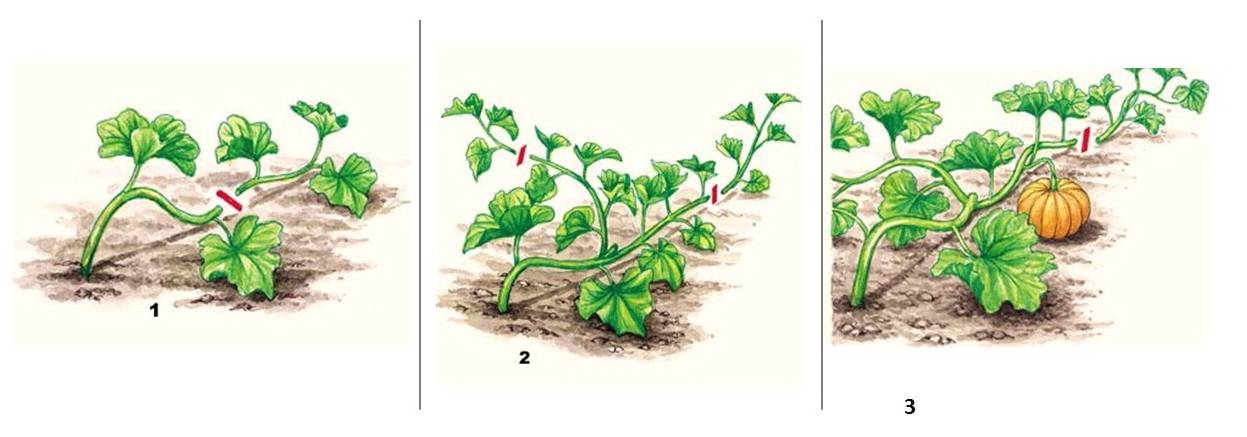 Пошаговая инструкция для начинающих огородников: как прищипывать арбузы в открытом грунте