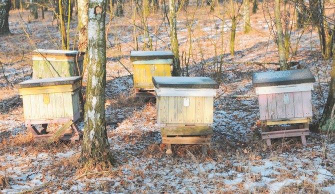 Основные правила зимовки пчел в ульях разного типа