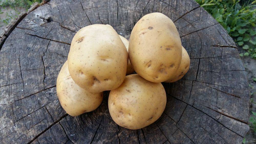 Сорт картофеля «ривьера»: характерестика, агротехника выращивания