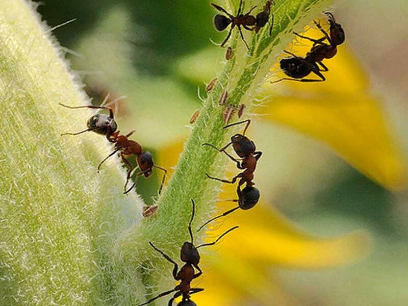 Как избавиться от муравьев в теплице навсегда народными средствами