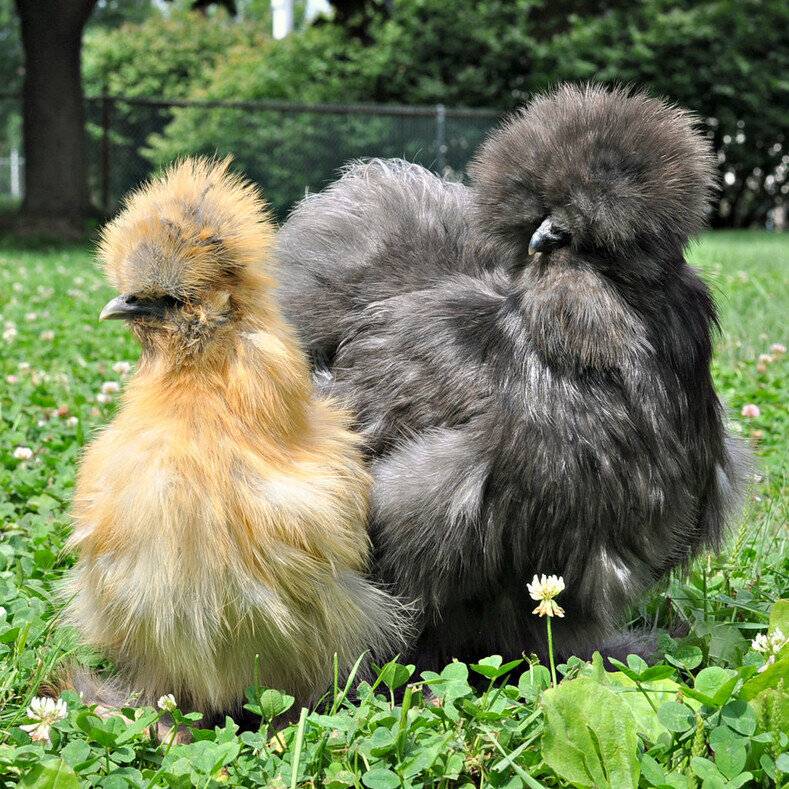 Китайская шелковая курица: описание и продуктивность породы, полезные свойства мяса, особенности содержания, разведения, ухода, рацион птенцов