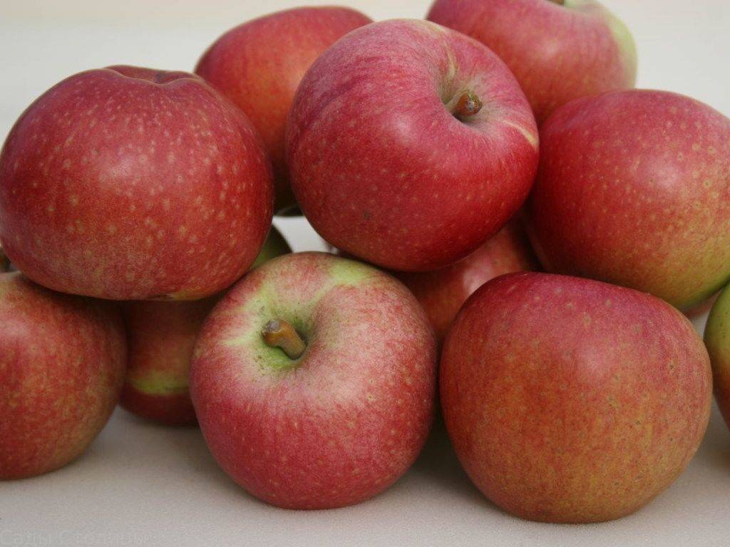 О яблоне воспитанница: описание сорта, характеристики, агротехника, выращивание